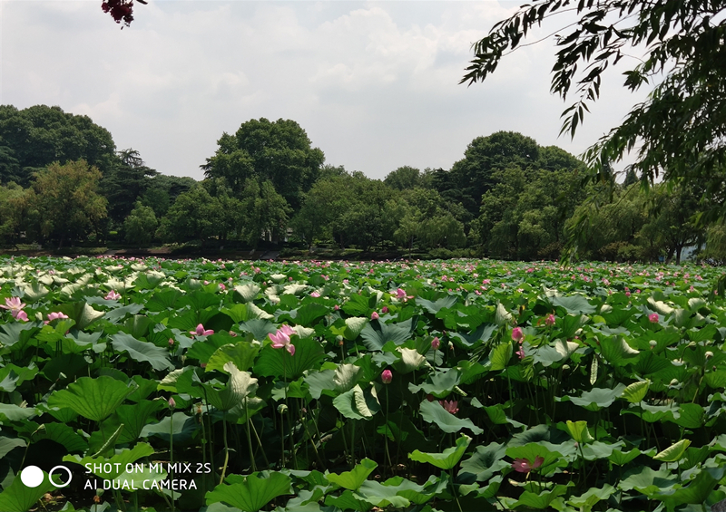 曹惠英 生机_副本.jpg