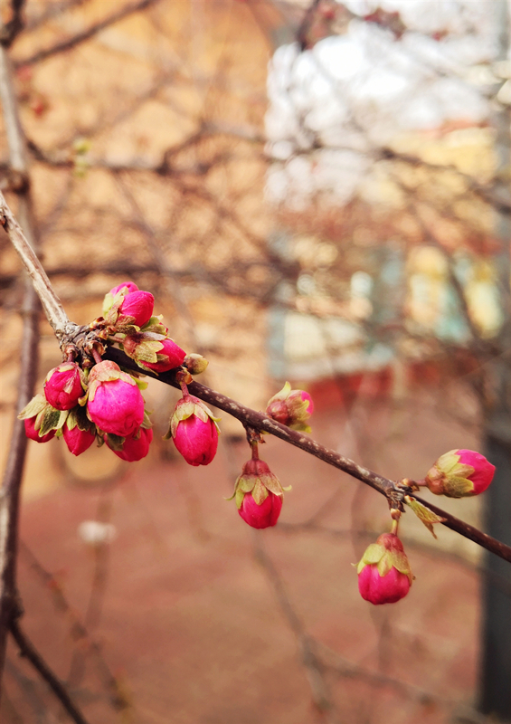 16 李丽  芳枝_副本.jpg