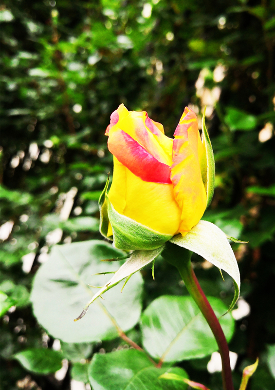 赵立新 含苞欲放_副本.jpg