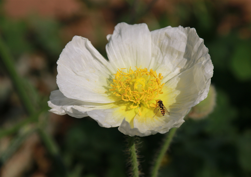 袁秀荷  吻_副本.jpg