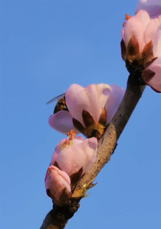 刘建敏  采花大盗_副本.jpg